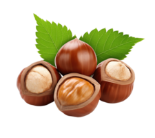 Hazelnut with leaves isolated on transparent background png