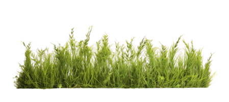 Meadow grass row isolated on transparent background png
