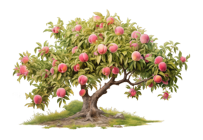 Peach tree isolated on transparent background png