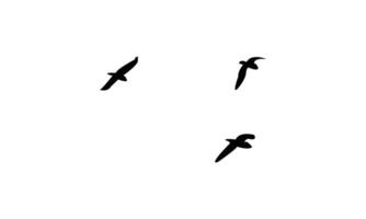 Birds Are Flying Silhouette Design. vector