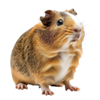 Guinea Pig side view full body isolate on transparency background png