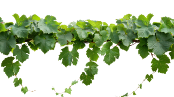 Bush grape vine isolate on transparency background png