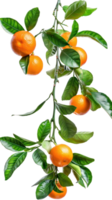 Tangerines on branch isolate on transparency background png