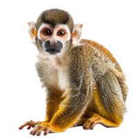 Squirrel Monkey front view full body isolate on transparency background png