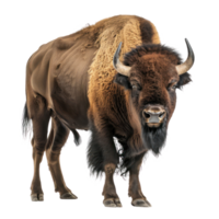 Bison front view full body isolate on transparency background png
