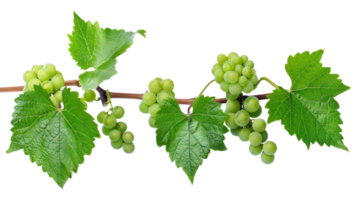 Bush grape vine isolate on transparency background png