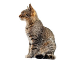 Wild cat full body isolate on transparency background png