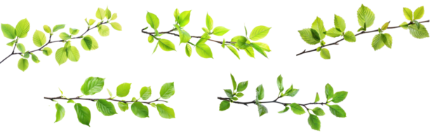 Bright green Spring leaves branch isolate on transparency background png
