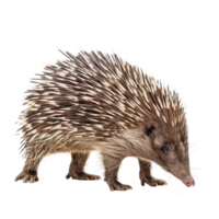 Porcupine side view full body isolate on transparency background png
