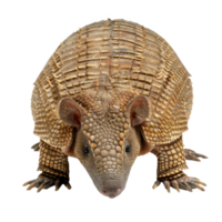 Armadillo front view full body isolate on transparency background png