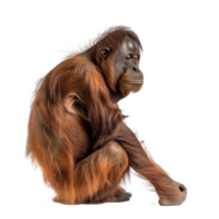 Orangutan side view full body isolate on transparency background png