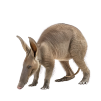 Aardvark side view full body isolate on transparency background png