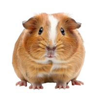 Guinea Pig front view full body isolate on transparency background png