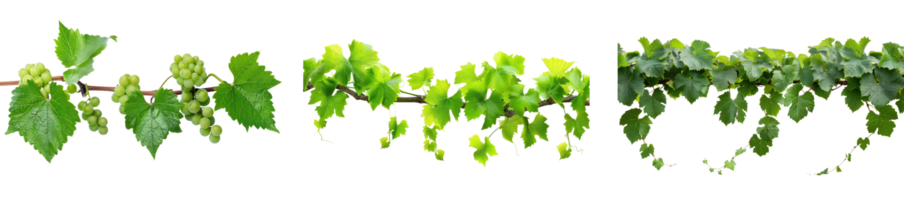 Bush grape vine isolate on transparency background png