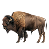 Bison side view full body isolate on transparency background png