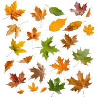 floating Maple and oak autumn leaves friesisolate on transparency background png