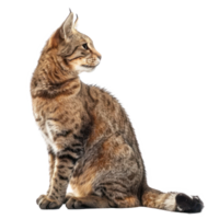 Wild cat side view full body isolate on transparency background png