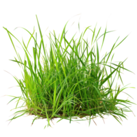 floated grass lawn isolate on transparency background png