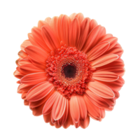 Gerbera Daisy flower front view full length isolate on transparency background png