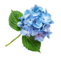 Hydrangea flower isolate on transparency background png