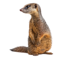 Mongoose side view full body isolate on transparency background png