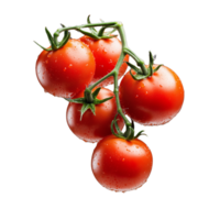 Cluster of fresh tomatoes on vine on transparent background png