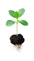 Small plant with roots and soil isolated on transparent background png