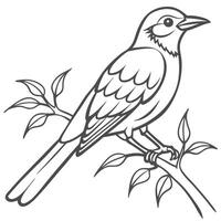 Bird on Branch Drawing Outline vector