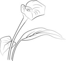 Calla flower art, illustration of a font view calla flower in hand-drawn botanical summer elements natural collection, calla line art for coloring page, calla flower outline vector