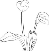 Calla flower art, illustration of a font view calla flower in hand-drawn botanical summer elements natural collection, calla line art for coloring page, calla flower outline vector