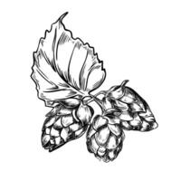 Bunch of hops cones and leaf black white graphic illustration isolated. Cones humulus engraving hand drawn by ink in botanical sketch for design beer label, packaging, Oktoberfest poster vector