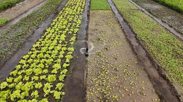 Aerial view of rows of fresh lettuce crops being watered in a vibrant green farm, ideal for Earth Day and sustainable agriculture concepts video