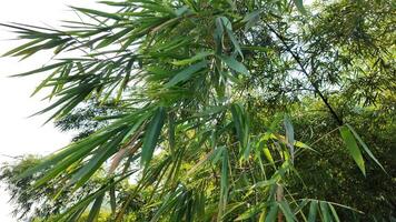 Lush bamboo leaves sway gently in the breeze, symbolizing nature and tranquility during Chinese New Year video