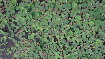 Aerial view of lush green lotus leaves on a pond, symbolizing tranquility and renewal video