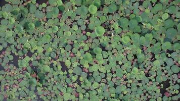 Aerial view of lush green lily pads floating on a tranquil pond, symbolizing tranquility and nature video
