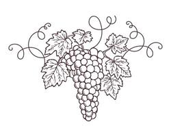 Bunch of grapes with leaves, sketch, outline drawing. Hand drawn illustration on white background. vector