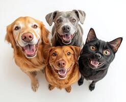 A joyful golden retriever, a calm gray lab, and a curious black cat pose together indoors photo
