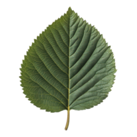 Half green leaf showcasing vibrant textures and patterns png