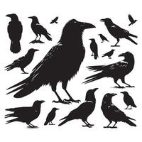 Assortment of crow silhouettes displayed on a white background vector