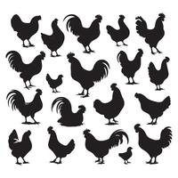 Batch of chicken silhouettes illustrated on a white canvas vector