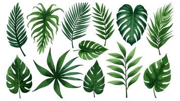 Set of tropical leaves featuring a collection of exotic plants including Caladium, Fatsia, Calathea, Alocasia, Howea, and liane, isolated on a white background. vector