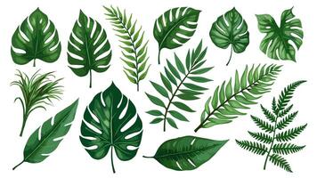 Realistic botanical illustrations of a tropical leaves collection, featuring Caladium, Fatsia, Calathea, Alocasia, Howea, and liane, isolated on white. vector