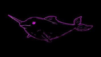 Neon frame effect, Narwhal narwhal with a long tusk and a friendly expression on black background video