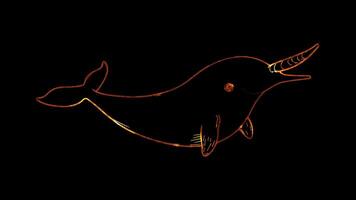 Neon frame effect, Narwhal narwhal with a long tusk and a friendly expression on black background video