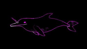 Neon frame effect, Narwhal narwhal with a long tusk and a friendly expression on black background video