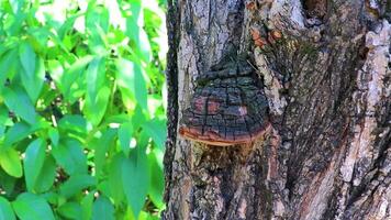 Fungus grows and eats tree in Athens Greece. video