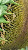 Close-up of an intricate arrangement of sunflower seeds, emphasizing the dense, spiral pattern. Wilted green sepals and drying petals add texture and contrast. video