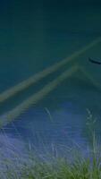 A Serene and Beautiful Underwater Scene Featuring Calm Waters Along with Gentle Shadows video