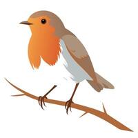 A robin sitting on a branch vector