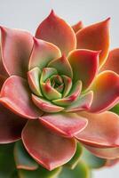 Vibrant succulent close up showcasing its unique colors and patterns in natural lighting photo